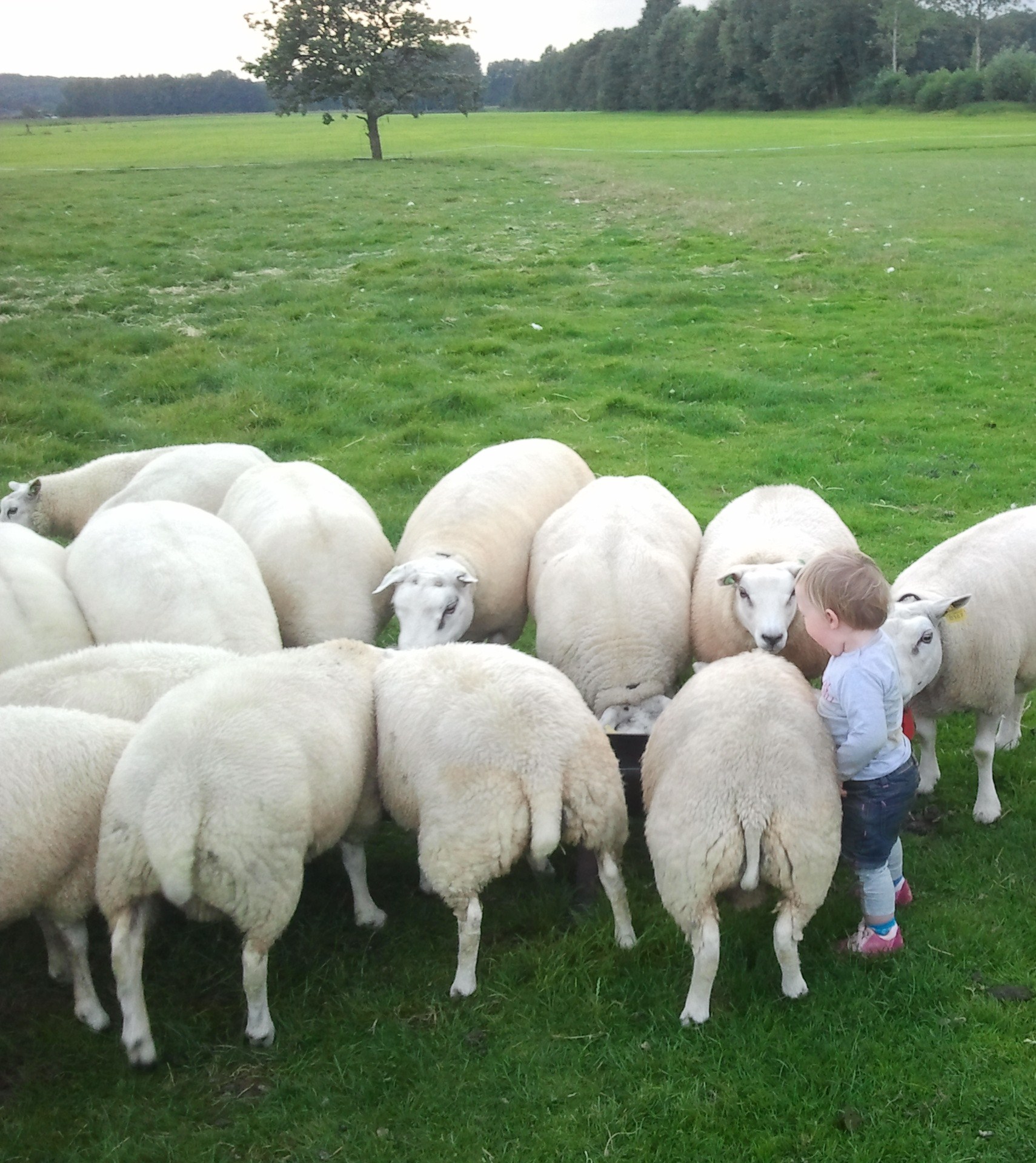 lieke-bij-de-schapen2